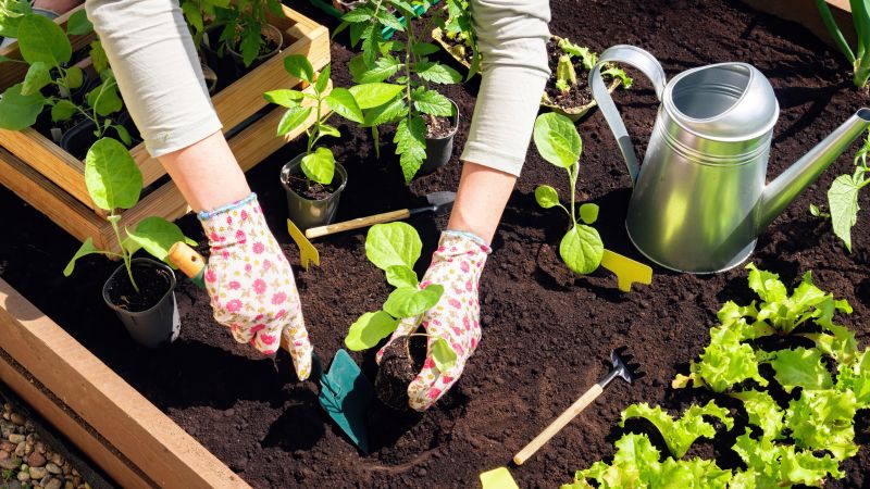 Geranium Planting