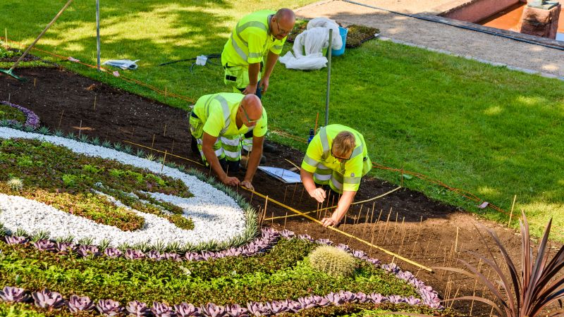 Geranium Planting