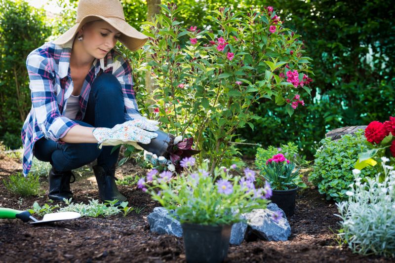 Geranium Planting