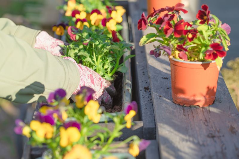 Geranium Planting detail